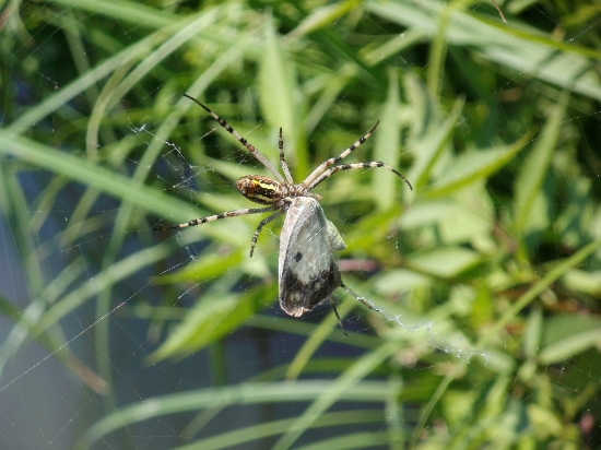 Cespuglio interessante: Argiope bruennichi  Thomisus onustus